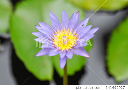 purple lotus or Sacred Lotus or Egyptian Lotus or Nelumbo nucifera Gaertn purple lotus or Sacred Lotus or Egyptian Lotus or Nelumbo nucifera Gaertn 141499927