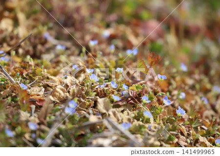 Giant dogfish blooming in the grassland Giant dogfish blooming in the grassland 141499965