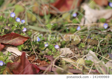 Giant dogfish blooming in the grassland Giant dogfish blooming in the grassland 141499969