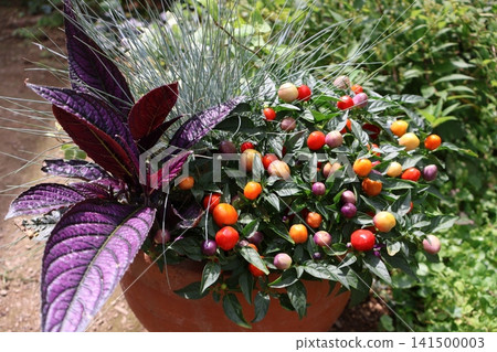 A mixed planting of ornamental peppers that change color A mixed planting of ornamental peppers that change color 141500003