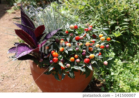 A mixed planting of ornamental peppers that change color A mixed planting of ornamental peppers that change color 141500007