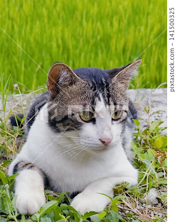 cat posing on the edge of the rice field cat posing on the edge of the rice field 141500325