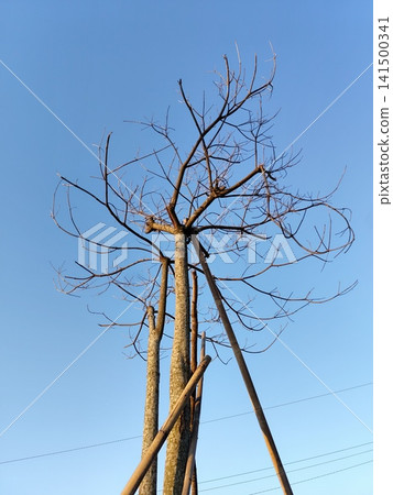 a leafless tree that is almost dead under the blue sky a leafless tree that is almost dead under the blue sky 141500341