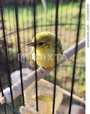 Aegithina tiphia bird or cipoh bird in a cage Aegithina tiphia bird or cipoh bird in a cage 141500344