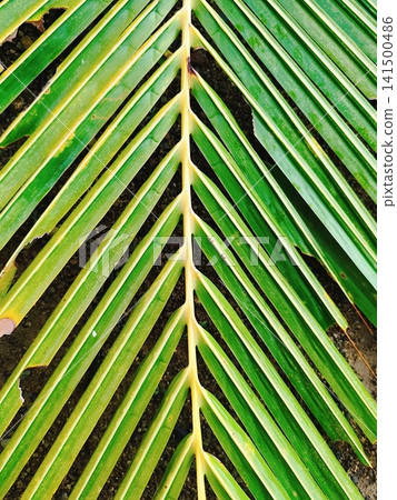 photo of coconut tree leaves for background photo of coconut tree leaves for background 141500486