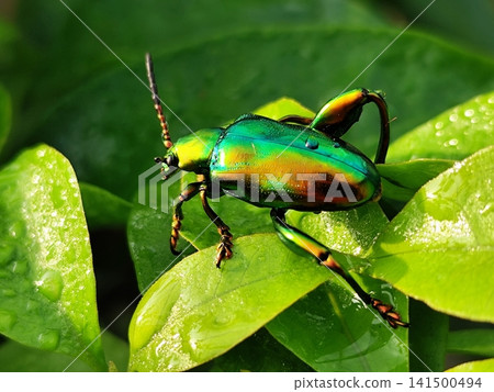 Green Frog-legged Leaf Beetle perched on a leaf Green Frog-legged Leaf Beetle perched on a leaf 141500494