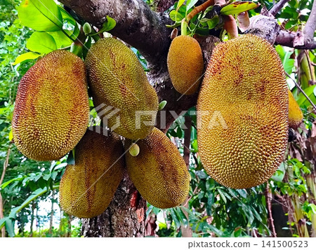 jackfruit hanging from a tree 141500523