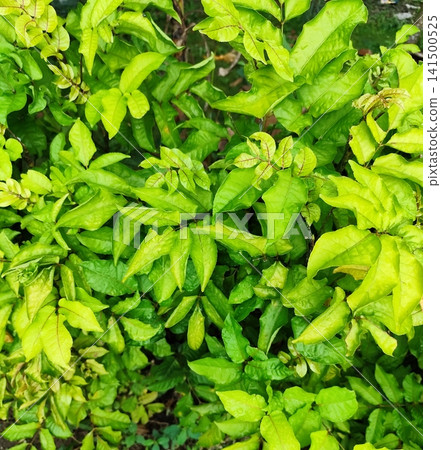 The herbal medicinal plant is called Polyscias fruticosa The herbal medicinal plant is called Polyscias fruticosa 141500525