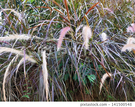 Red Pennisetum advena Rubrum plant 141500548