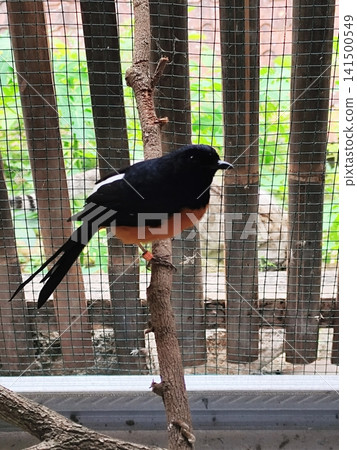 rock magpie bird in a cage 141500549