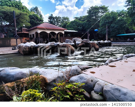 elephants are soaking in the pool at the zoo 141500550