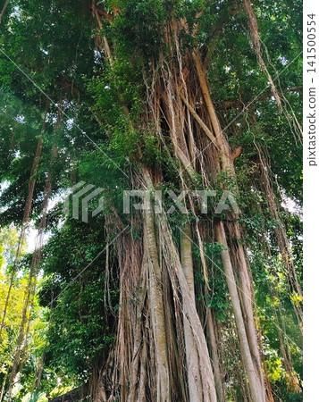 big and tall tree with long roots 141500554