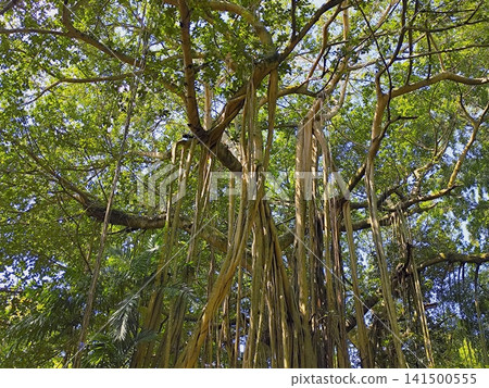big and tall tree with long roots 141500555