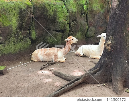 Huacaya alpaca in the zoo 141500572