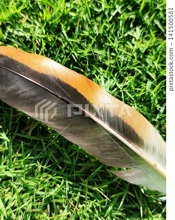 chicken feathers in the grass chicken feathers in the grass 141500581
