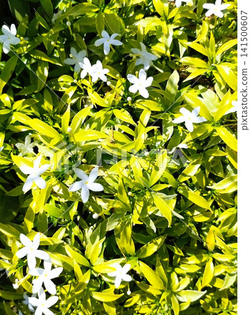 Ervatamia coronaria plant background photo Ervatamia coronaria plant background photo 141500607