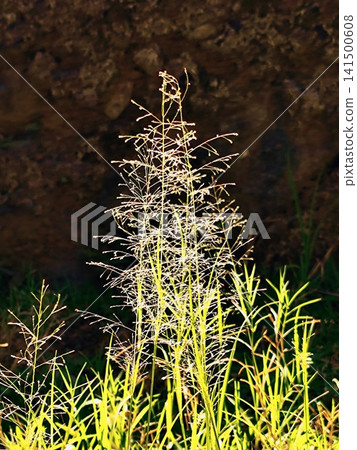 wild grass standing tall in the sun wild grass standing tall in the sun 141500608
