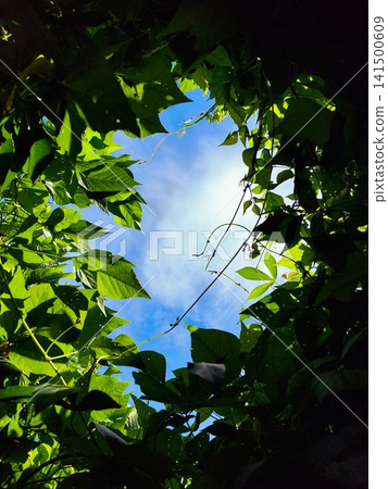 photo of the sky visible through the gaps in the leaves photo of the sky visible through the gaps in the leaves 141500609
