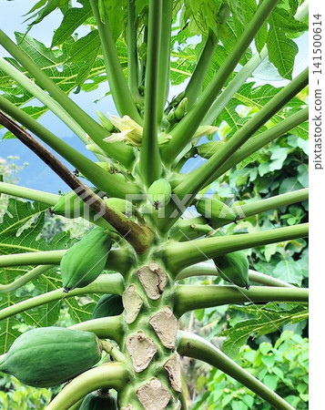 young papaya fruit on the tree young papaya fruit on the tree 141500614