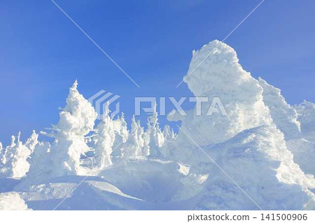 Rime on trees, hoarfrost, Zao Rime on trees, hoarfrost, Zao 141500906