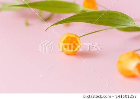 Yellow Sandersonia flowers against a pink background Yellow Sandersonia flowers against a pink background 141501252