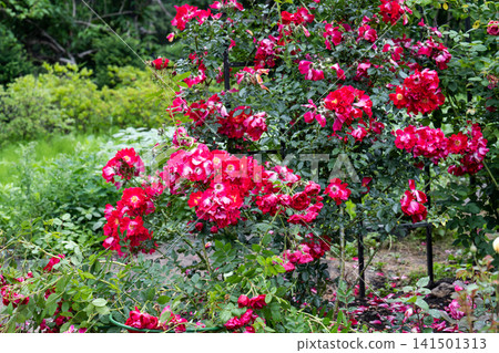 Red dortmund climbing rose shrub with green leaves blooming on trellis with copy space in public botanical garden in Russia Red dortmund climbing rose shrub with green leaves blooming on trellis with copy space in public botanical garden in Russia 141501313