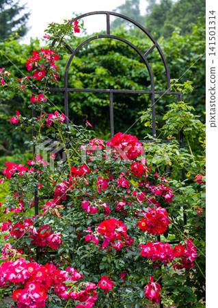 Red dortmund climbing rose bush with green leaves blooming on black metal arch trellis with copy space in garden in Russia Red dortmund climbing rose bush with green leaves blooming on black metal arch trellis with copy space in garden in Russia 141501314