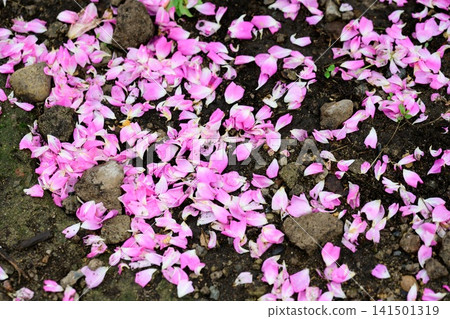 Fallen pink wartburg multiflora rose petals scattered on dark wet ground with stones after summer rain copy space Fallen pink wartburg multiflora rose petals scattered on dark wet ground with stones after summer rain copy space 141501319