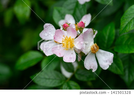 Close up of pink and white ballerina hybrid musk rose flower clusters with yellow stamens and green leaves after summer rain with copy space Close up of pink and white ballerina hybrid musk rose flower clusters with yellow stamens and green leaves after summer rain with copy space 141501328