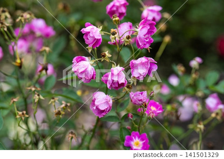 Mr bluebird miniature purple mauve rose flower clusters blooming on bush with raindrops after rain copy space Mr bluebird miniature purple mauve rose flower clusters blooming on bush with raindrops after rain copy space 141501329