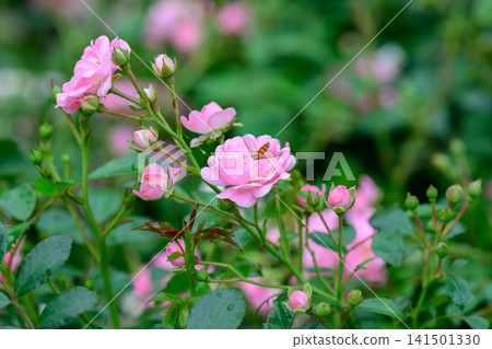 The fairy pink polyantha rose flower cluster blooming on bush with a hoverfly insect and green leaves after rain copy space The fairy pink polyantha rose flower cluster blooming on bush with a hoverfly insect and green leaves after rain copy space 141501330