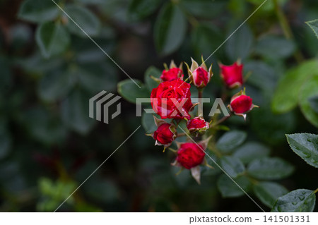 Red juwel miniature rose flower clusters with raindrops blooming on bush with wet green leaves after summer rain 141501331