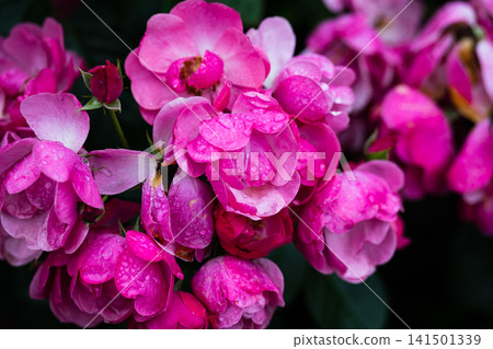 Angela floribunda pink rose flower clusters with raindrops blooming on bush after summer rain with dark copy space Angela floribunda pink rose flower clusters with raindrops blooming on bush after summer rain with dark copy space 141501339