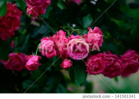 Rosarium uetersen kordesii pink rose flower clusters with raindrops blooming on bush after summer rain copy space Rosarium uetersen kordesii pink rose flower clusters with raindrops blooming on bush after summer rain copy space 141501341