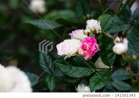 The fairy polyantha pink rose flower clusters with raindrops blooming on bush with wet green leaves after summer rain The fairy polyantha pink rose flower clusters with raindrops blooming on bush with wet green leaves after summer rain 141501343