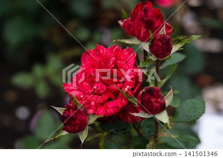 Red intuition striped hybrid tea rose flower cluster with raindrops blooming on branch with dark blurred copy space Red intuition striped hybrid tea rose flower cluster with raindrops blooming on branch with dark blurred copy space 141501346