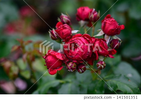 Rotkappchen kordes floribunda dark red rose flower cluster blooming on bush with raindrops after rain copy space Rotkappchen kordes floribunda dark red rose flower cluster blooming on bush with raindrops after rain copy space 141501351