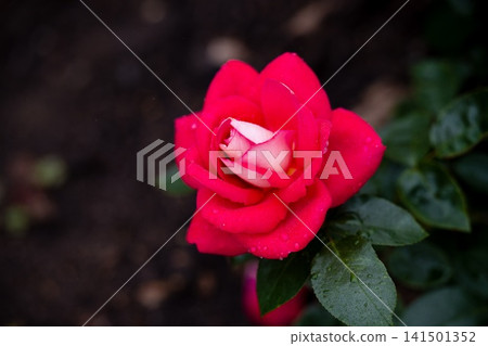 Heimatmelodie tantau hybrid tea bicolour red and silver pink rose flower blooming on bush with raindrops after rain Heimatmelodie tantau hybrid tea bicolour red and silver pink rose flower blooming on bush with raindrops after rain 141501352