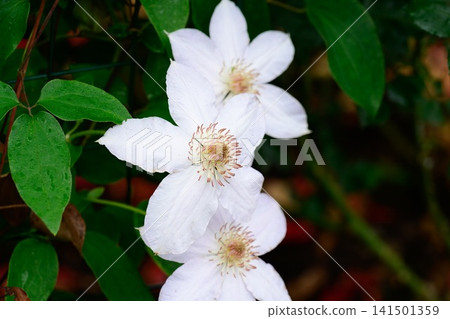 White jeanne darck clematis flowers blooming on vine with raindrops after summer rain copy space White jeanne darck clematis flowers blooming on vine with raindrops after summer rain copy space 141501359
