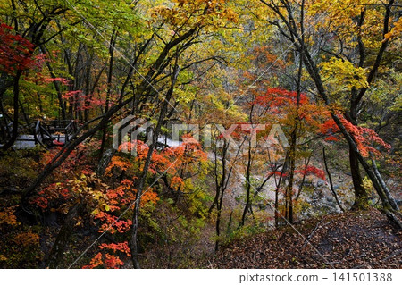 Wild autumn forest in Russia with bright maple trees and rocky river valley. Vibrant fall foliage creates a peaceful natural landscape. Wild autumn forest in Russia with bright maple trees and rocky river valley. Vibrant fall foliage creates a peaceful natural landscape. 141501388