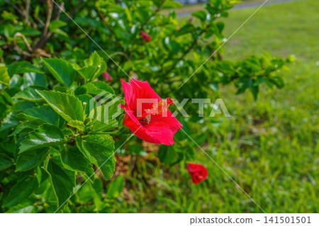 Vibrant red hibiscus flowers and green leaves shining in the tropical sun – a summer resort image. Vibrant red hibiscus flowers and green leaves shining in the tropical sun – a summer resort image. 141501501
