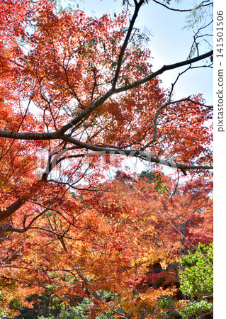 Autumn leaves of Yoshikien Autumn leaves of Yoshikien 141501506