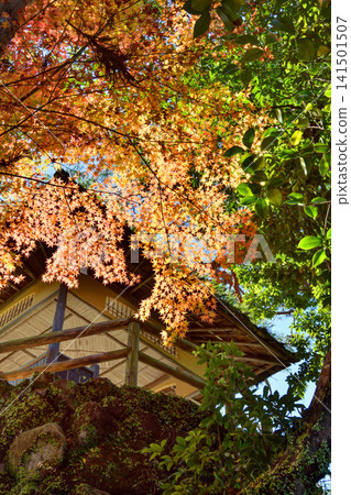 Autumn leaves and gazebo at Yoshikien Garden 141501507