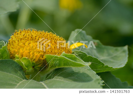 Sunflowers before blooming - summer plants in growth Sunflowers before blooming - summer plants in growth 141501763