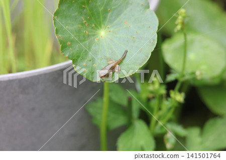 A small frog with its tail still attached A small frog with its tail still attached 141501764