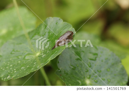 A small frog with its tail still attached A small frog with its tail still attached 141501769