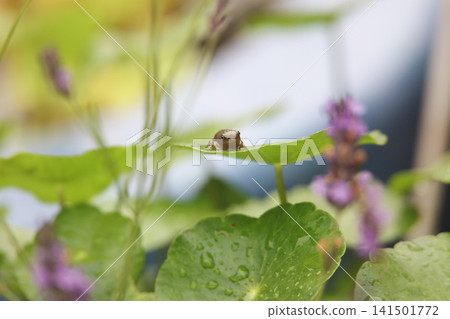 A small frog with its tail still attached A small frog with its tail still attached 141501772