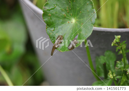 A small frog with its tail still attached A small frog with its tail still attached 141501773