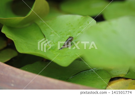 A small frog with its tail still attached 141501774