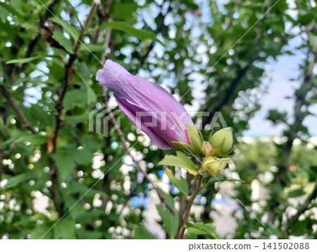 A close-up of pale purple hibiscus buds and fresh green leaves. A close-up of pale purple hibiscus buds and fresh green leaves. 141502088